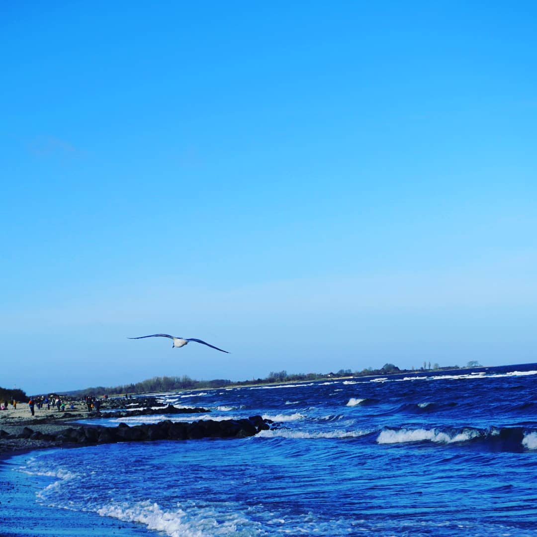 Auch ein Möwenrücken kann entzücken. Euch allen einen schönen #möwenmontag
#ostseeliebe #sehnsucht #hohwacht #ostsee #meer #hausjunior #montag #sea #möwe #seagull #seagulls